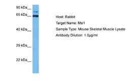 MSL1 Rabbit anti-Mouse, Polyclonal, Novus Biologicals 0.1 mL | Buy Online | Novus Biologicals | Fisher Scientific